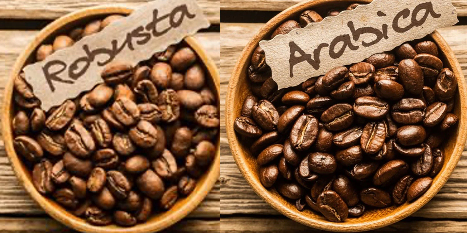 Arabica vs Robusta — specie di caffè a confronto